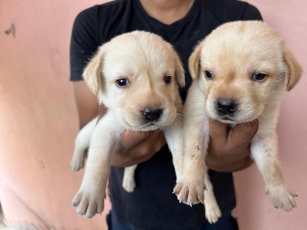 labrador puppies For Sale